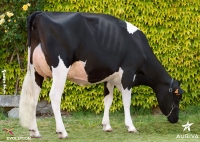 JURRY - Prim'Holstein